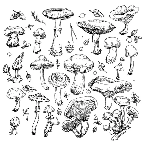 Cogumelos Folhas Bagas Coleção Tinta Desenhada Mão Ilustração Vintage Black —  Vetores de Stock