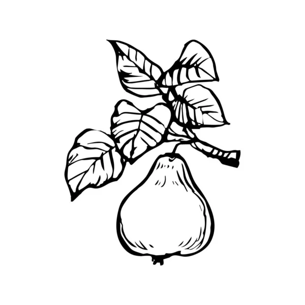 Poire Branche Fruits Avec Des Feuilles Dessin Main Croquis Croquis — Image vectorielle