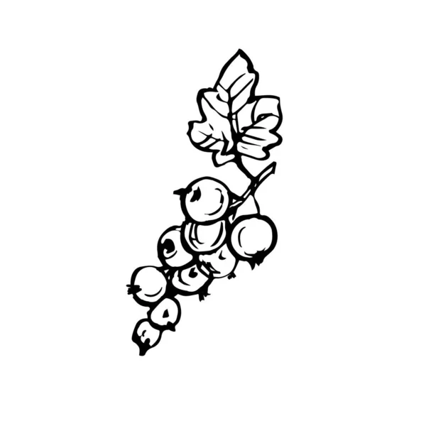 Groseilles Baies Avec Des Feuilles Sur Une Branche Icône Art — Image vectorielle
