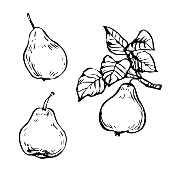 葉や枝で設定された梨 手描きインクアウトラインスケッチドードルイラスト集セット ぬり絵ページのデザイン — ストックベクタ