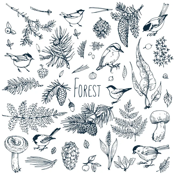 Kuşlu Orman Bitkileri — Stok Vektör