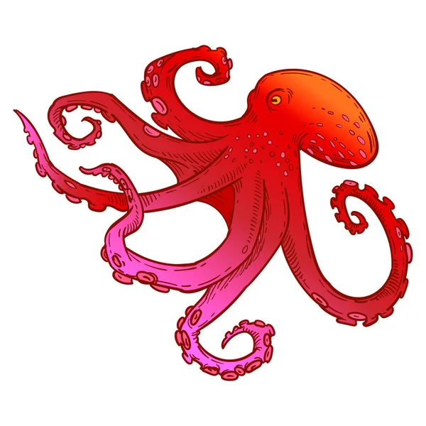 Polvo Vermelho Com Tentáculos Ilustração Aquarela Sobre Fundo Branco Desenho — Fotografia de Stock