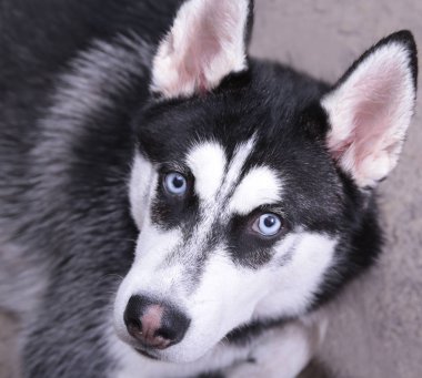 Siyah beyaz Sibirya husky mavi gözlü yerde yatarken