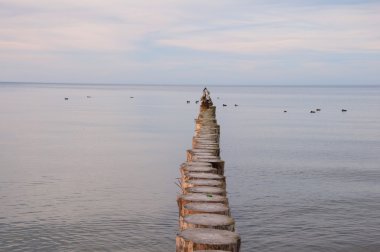 Dalgakıran ve Baltık Denizi'ndeki martılar