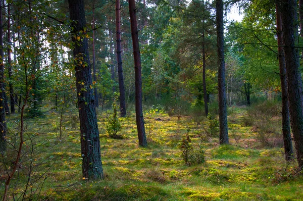 Bosque caducifolio a principios de otoño — Foto de Stock