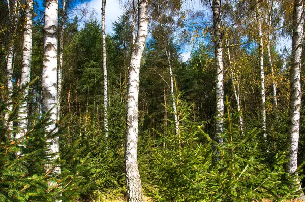 Forêt de bouleaux au début de l'automne — Photo
