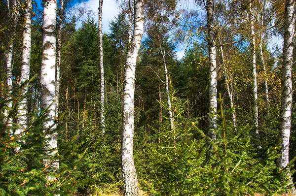 Bosque de abedul a principios de otoño —  Fotos de Stock