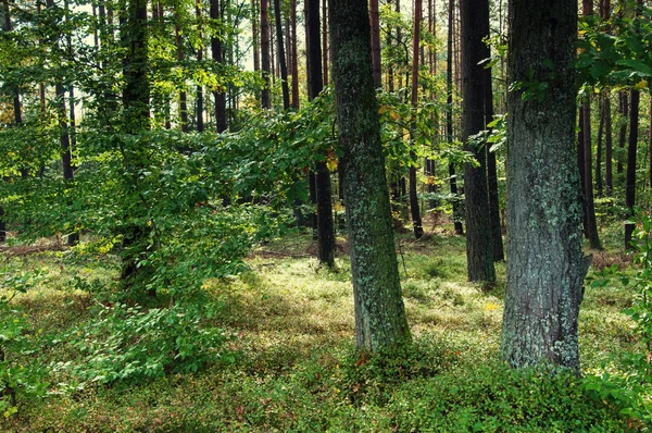 Foresta decidua all'inizio dell'autunno — Foto Stock