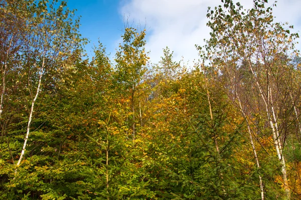 Foresta decidua all'inizio dell'autunno — Foto Stock