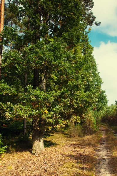 Bosque caducifolio a principios de otoño —  Fotos de Stock