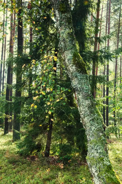 Foresta decidua all'inizio dell'autunno — Foto Stock