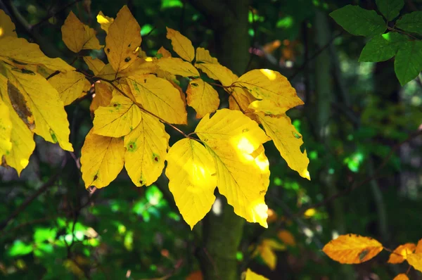 Daun kuning di awal musim gugur Stok Foto Bebas Royalti