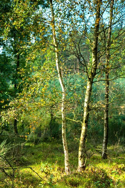 Bouleaux au début de l'automne — Photo