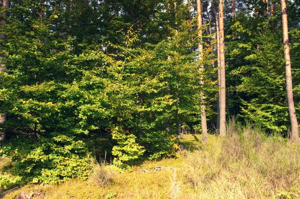 Listnatý les počátkem podzimu — Stock fotografie