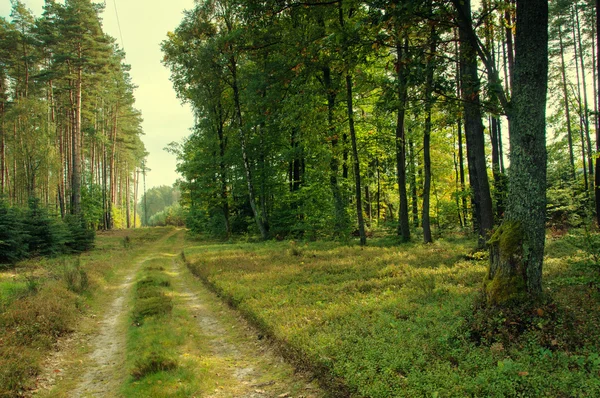 Route en forêt au début de l'automne — Photo