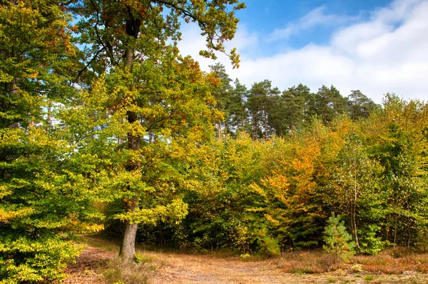 Orest mixto a principios de otoño —  Fotos de Stock