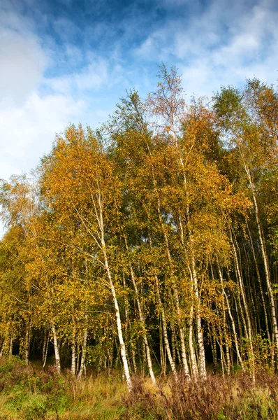 Bosque mixto a principios de otoño —  Fotos de Stock