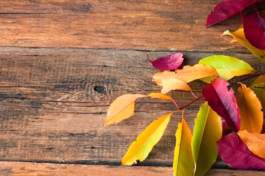 Güzel renkli yaprakları. Ahşap antika arka plan. Boşaltmak