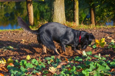 Küçük siyah köpek kazma bir delik