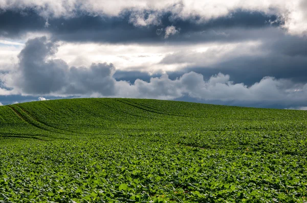 White beet field. Cloudy weather — Stock Photo, Image