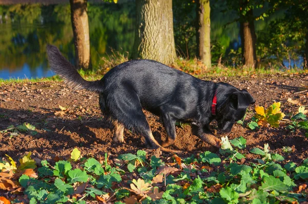 穴を掘る小さな黒い犬 ストック写真
