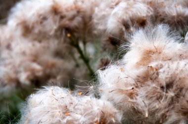 Thistle alanından sonra çiçekli
