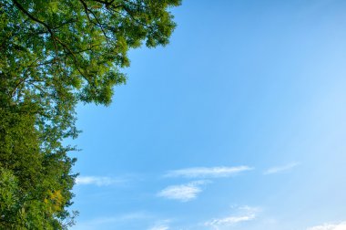 Yaprak döken ağaç alttan gördüm