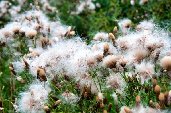 Distelfeld nach der Blüte — Stockfoto