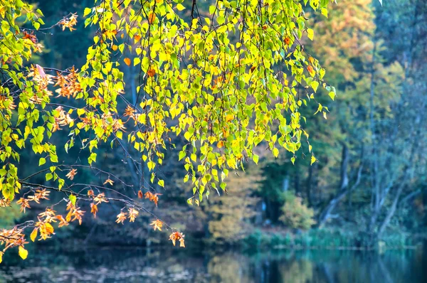 Beautiful forest and lake in autumn — Stock Photo, Image