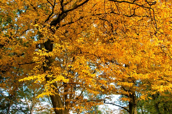 Piękny las jesienią — Zdjęcie stockowe