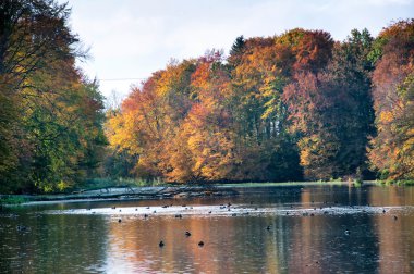 Güzel orman ve göl Güz