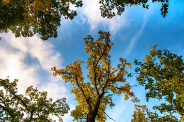 Ağaç üstleri ve mavi gökyüzü. Sonbahar, Güz