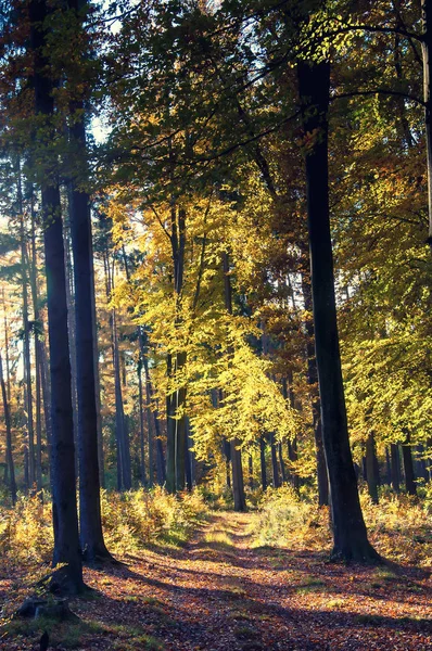 Belle forêt en automne — Photo