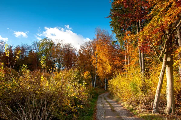 Hermoso bosque en otoño —  Fotos de Stock