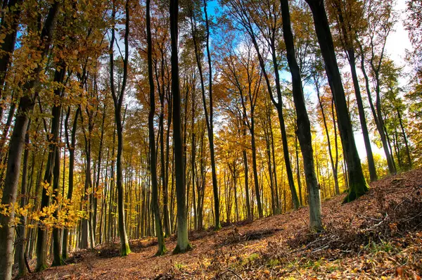 Hermoso bosque en otoño —  Fotos de Stock