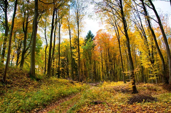 Hermoso bosque en otoño —  Fotos de Stock