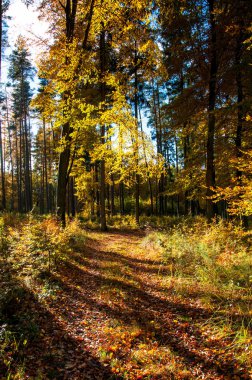 Sonbaharda güzel bir orman