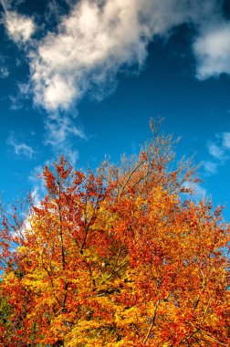 Renkli ağaç üstleri ve mavi bulutlu gökyüzü. Sonbahar. Boşaltmak