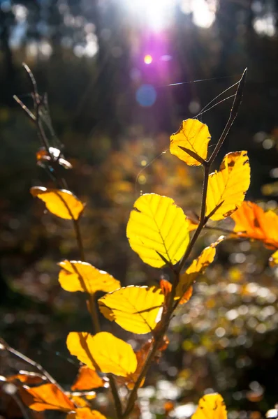 秋天的黄叶。特写 — 图库照片