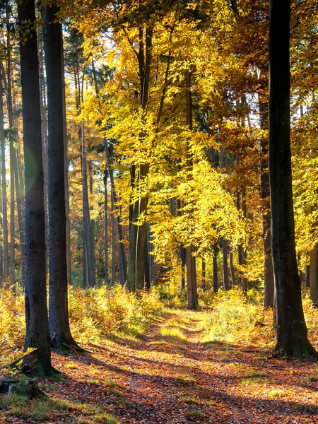 Hermoso bosque en otoño —  Fotos de Stock