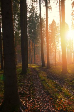 Orman güzel sabah. Sonbahar manzara