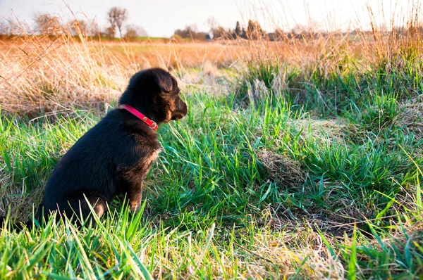Cachorrinho preto no prado — Fotografia de Stock