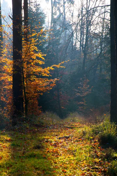 Orman güzel sabah. Sonbahar manzara
