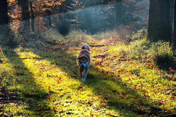 Cão em passeio na floresta — Fotografia de Stock