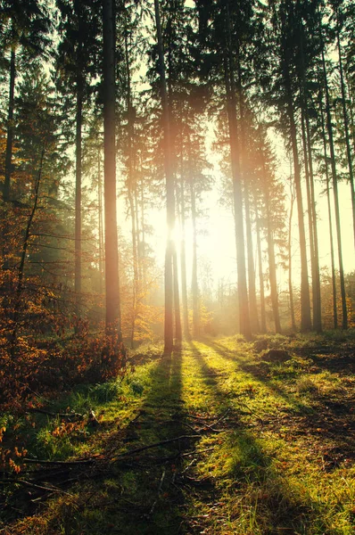 Belle matinée en forêt. Paysage d'automne — Photo