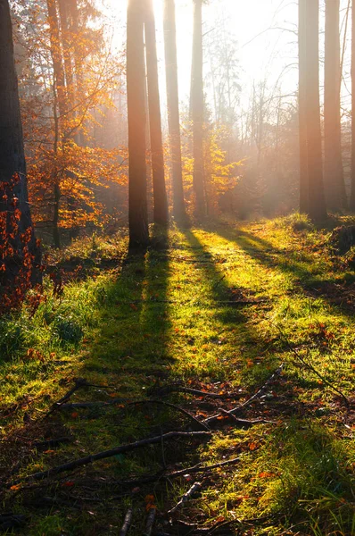 Hermosa mañana en el bosque. Paisaje otoñal —  Fotos de Stock