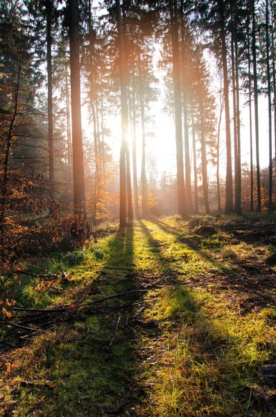 Belle matinée en forêt. Paysage d'automne — Photo