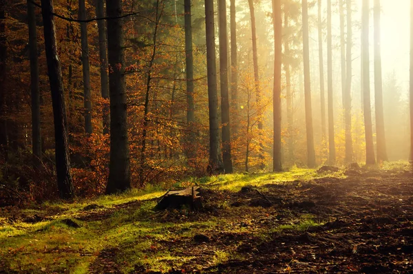 Orman güzel sabah. Sonbahar manzara