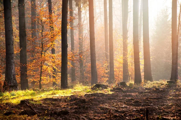 Schöner Morgen im Wald. Herbstlandschaft — Stockfoto
