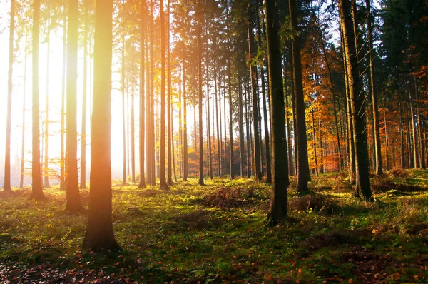 Belle matinée en forêt. Paysage d'automne — Photo